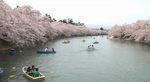 05.04弘前城桜ボートs-.jpg